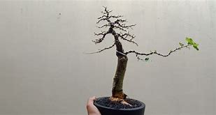 Model Bonsai Serut Batang Lurus